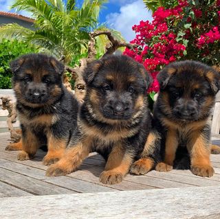 german shepherd puppies