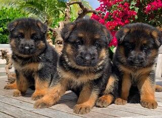 german shepherd puppies